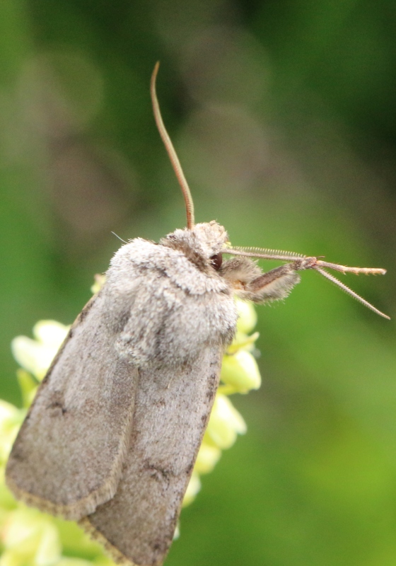 Falena del Moncenisio - Agrotis cinerea